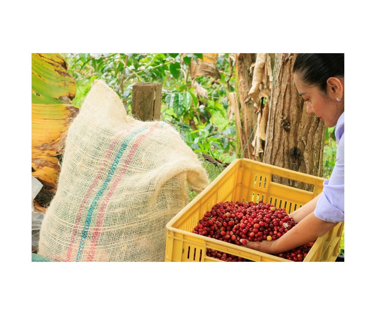 Agro Hub